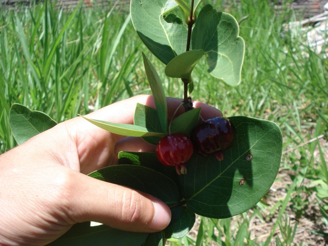Vista da pitanga-d-cerrado, o sabor do fruto lembra o da pitangueira (Eugenia uniflora), porém é bem mais doce.