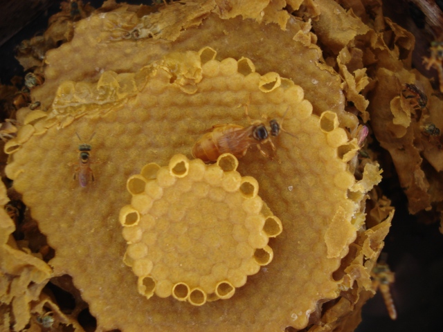 isca abelha jataí