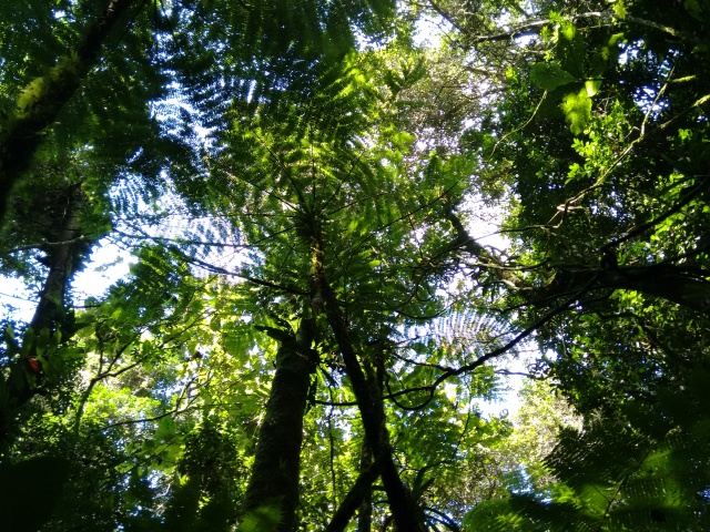 A imagem mostra as copas de diferentes espécies vegetais em um trecho de Mata Atlântica localizada no Parque Estadual Carlos Botelho. São Miguel Arcanjo - SP.